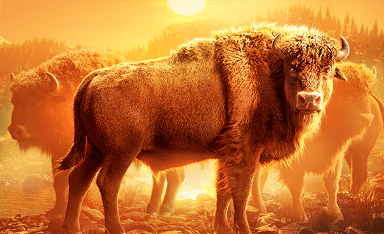 Buffalo Win game artwork
